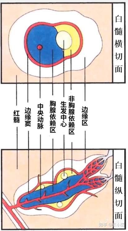 脾血窦中充满血液,汇入小梁静脉,再汇入脾静脉 1.