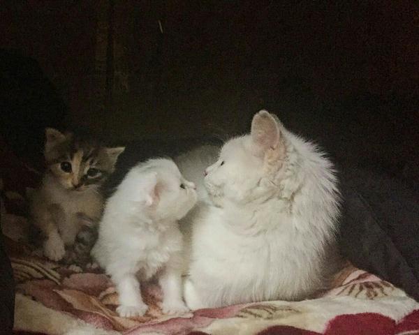 花猫叫小半,小白猫叫泡芙,一个妈生的,这是满月全家福