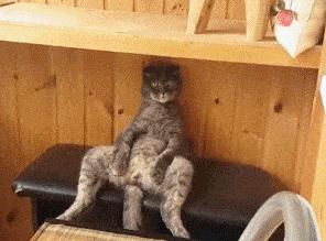 03折耳猫为何爱用这个坐姿?
