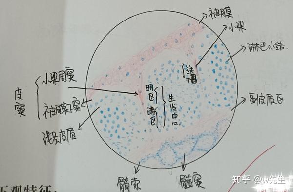 组胚实验红蓝铅笔绘图