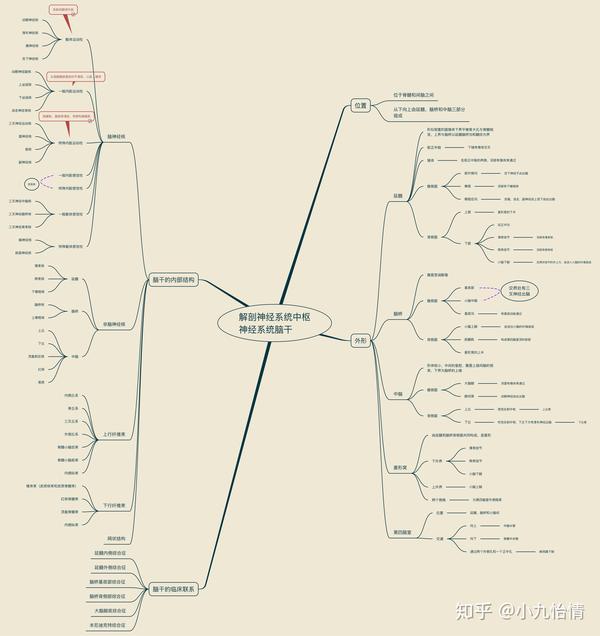 系统解剖学思维导图18神经系统-中枢神经系统-脑干