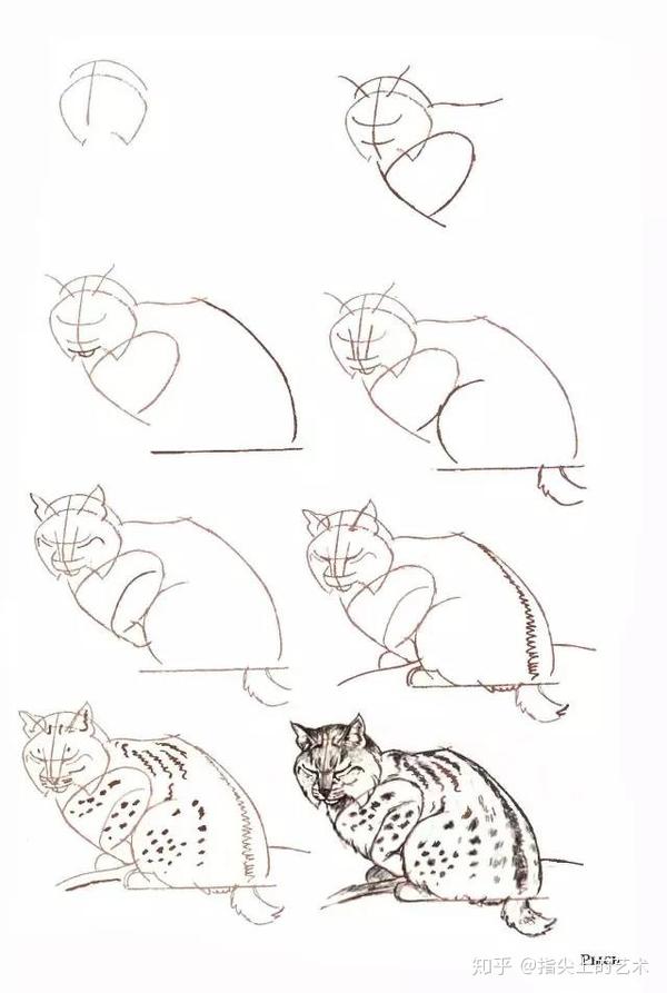 50个猫的画法,人人都能学会的简笔画