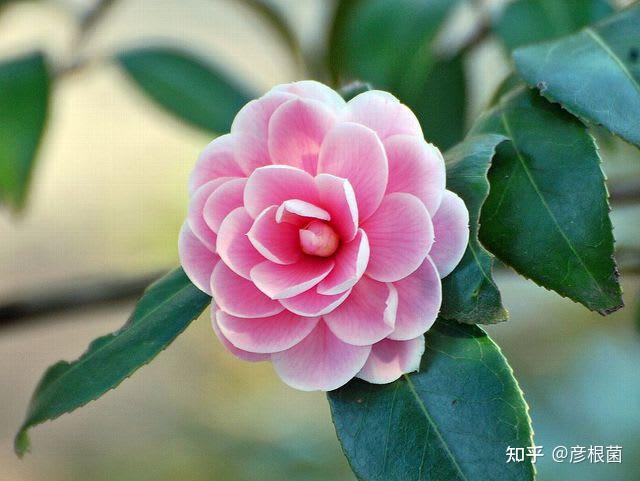 日本茶花100选026王昭君明妃虞美人