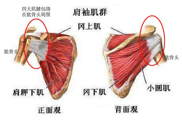 肩袖是指肩关节四大肌腱组织的总称,包绕在肱骨头周围,形成一系列的肩