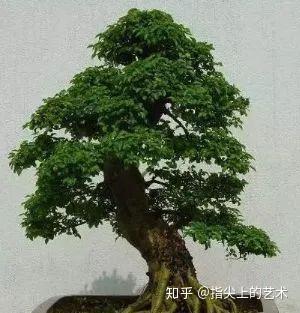 农村的榆树疙瘩盆景