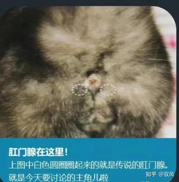 犬猫肛门腺用不用挤看完你就明白了