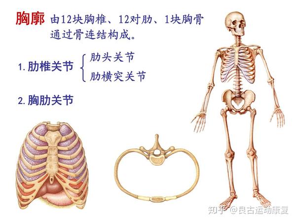 起点:锁骨内侧沿,胸肋部(胸骨和上位5～6肋软骨)和腹部(腹直肌鞘的前