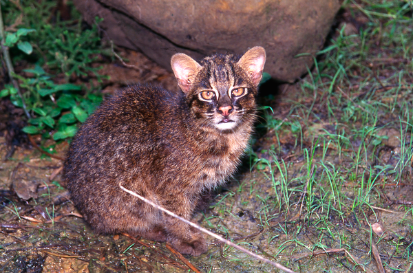 狸:豹猫 prionailurus bengalensis 有人说,王英的绰号"矮脚虎"在某些