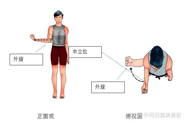 肩膀的活动:前屈,后伸,内收,外展,内旋,外旋.6大动作