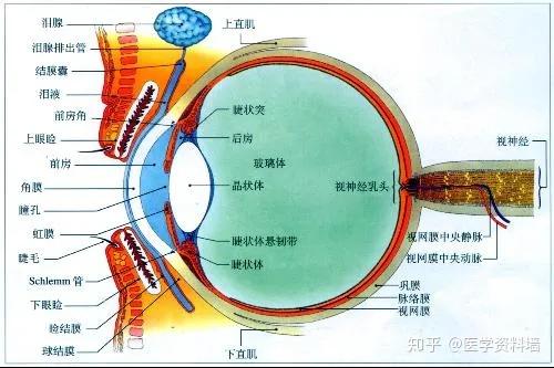 一,眼球的结构