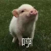 有哪些猪的搞笑图片或者表情包?