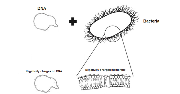 图1.dna和细菌细胞膜的电荷排斥