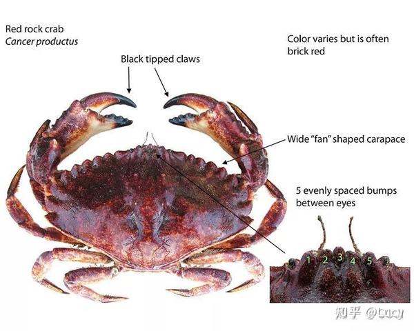 黄金蟹(dungeness crab) 红黄道蟹(red rock crab)