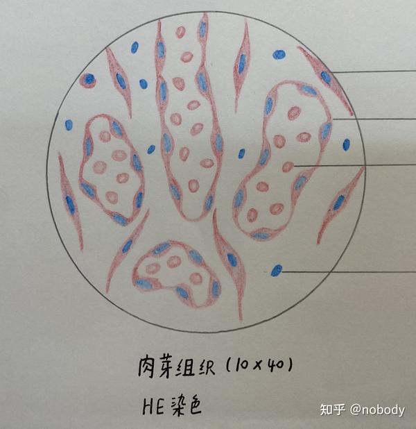 【病理学实验】红蓝铅笔绘图