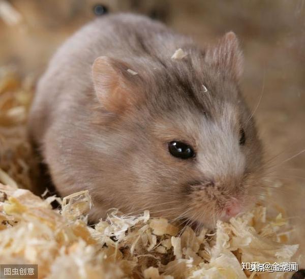 russian dwarf hamster=我不是冬白侏儒仓鼠,而是西伯利亚侏儒仓鼠 冬