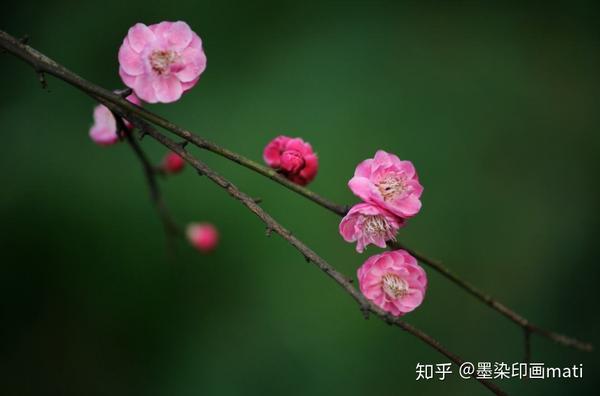 5个拍摄思路,教你拍出梅花的意境