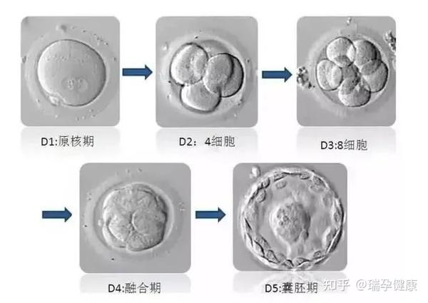 试管婴儿微科普养囊vs不养囊