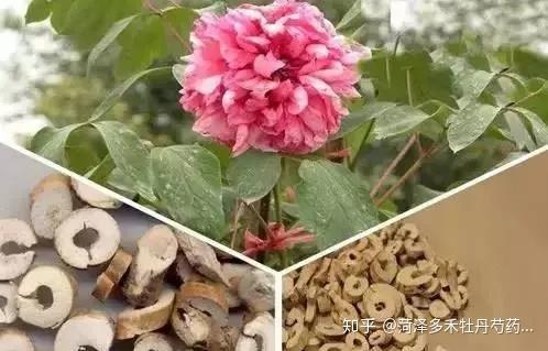 牡丹根神奇的药物价值