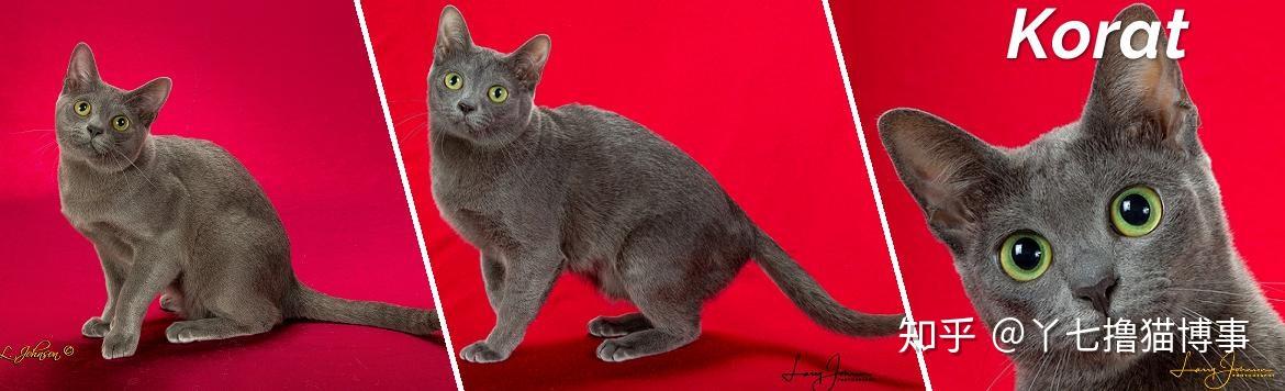 柯拉特猫 korat