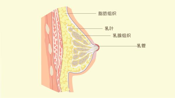 乳房结构解剖图