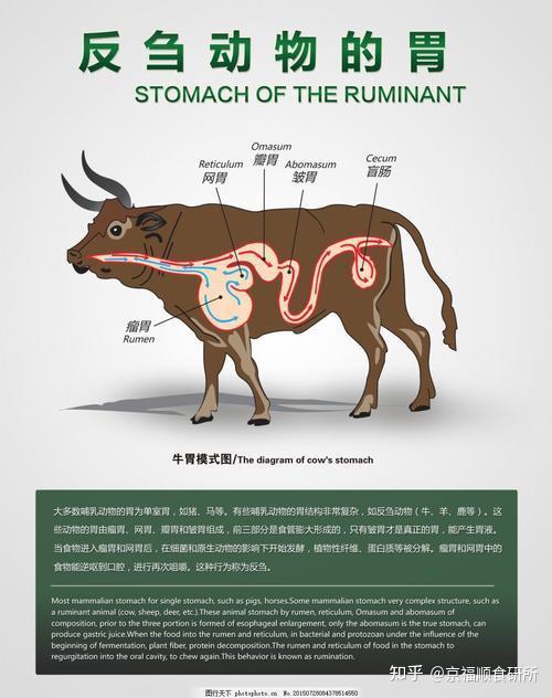 众所周知牛是反刍动物,它有四个胃大家知道吧,分别是瘤胃,网胃,瓣胃