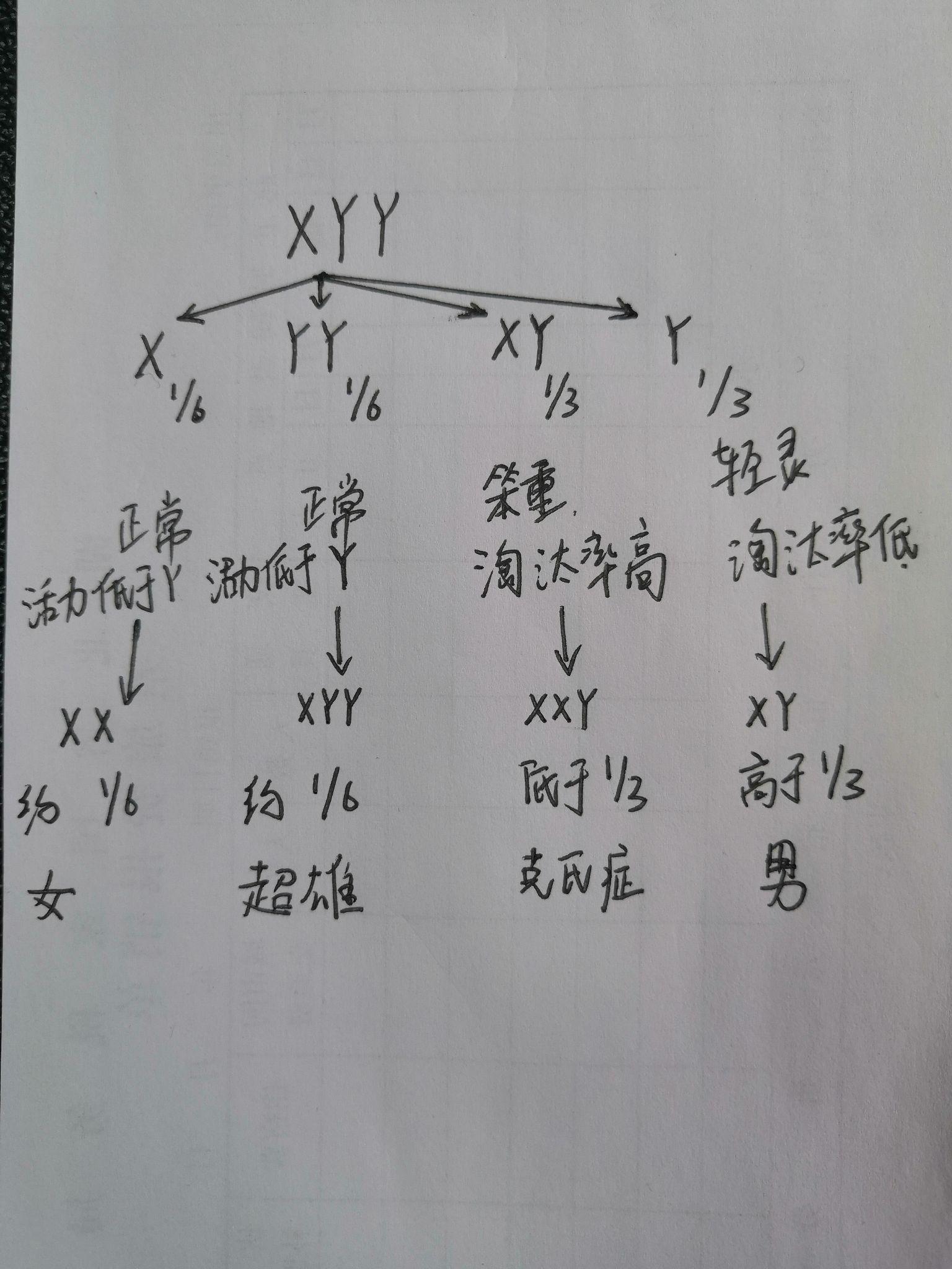 超雄综合征xyy的子代为男性的几率是否为667