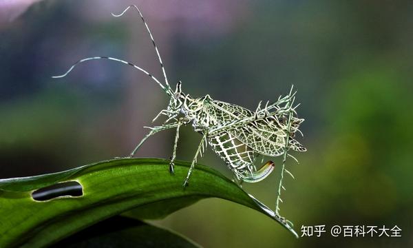 脱离拟态环境,就像外星生物一样