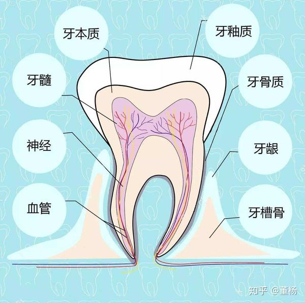 先上个图片了解一下牙齿的构造 牙齿本身是会有一个生理性的动度