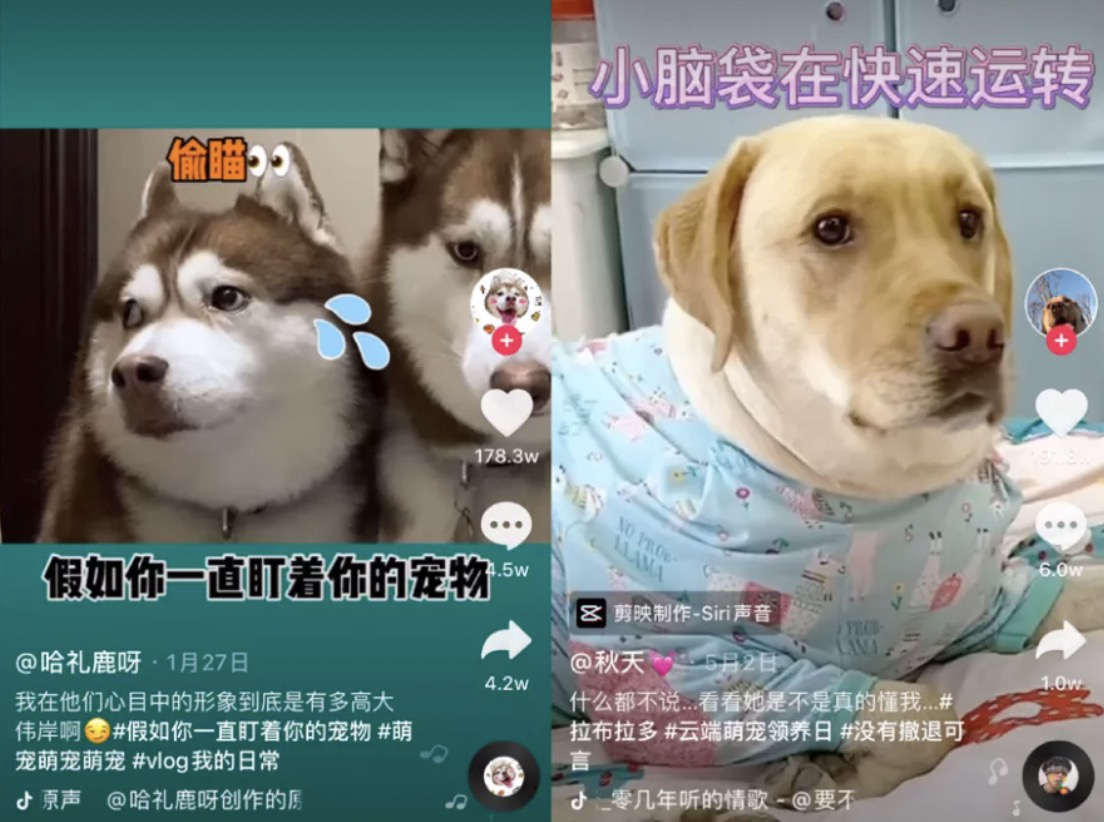 抖音宠物短视频头部kol都做些什么