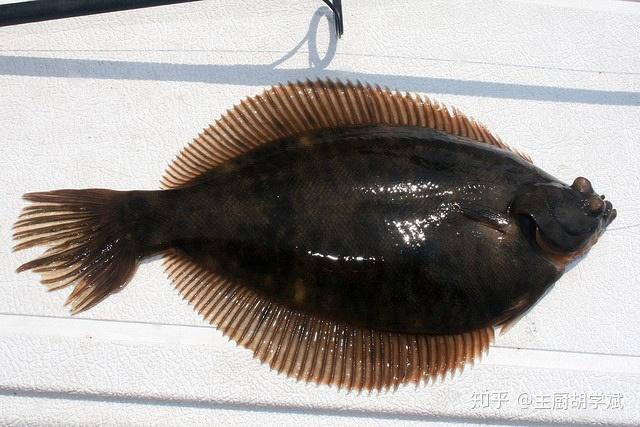 petrale sole