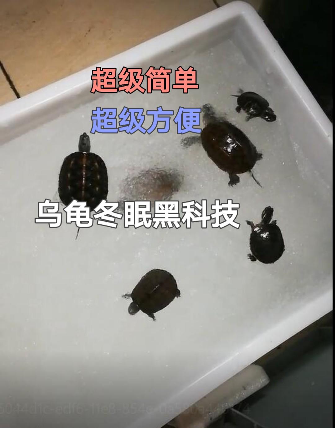 简单,方便,安全的乌龟冬眠黑科技