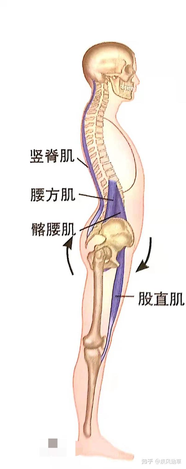 骨盆前倾?到底什么样才算骨盆前倾?