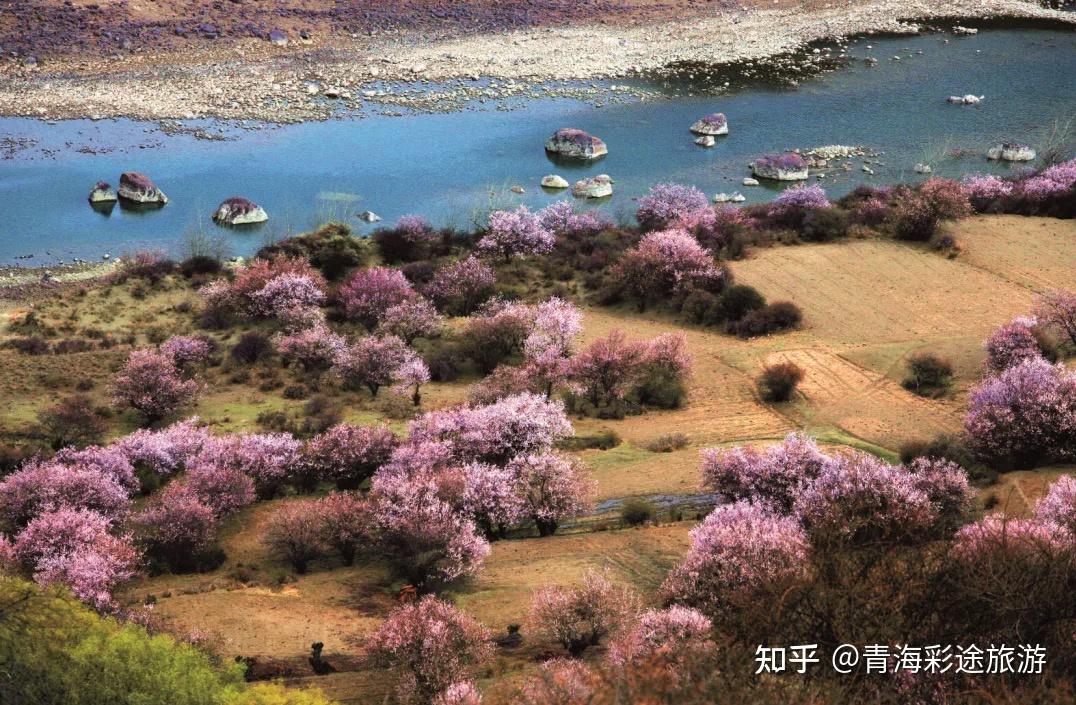 西藏旅游林芝桃花节