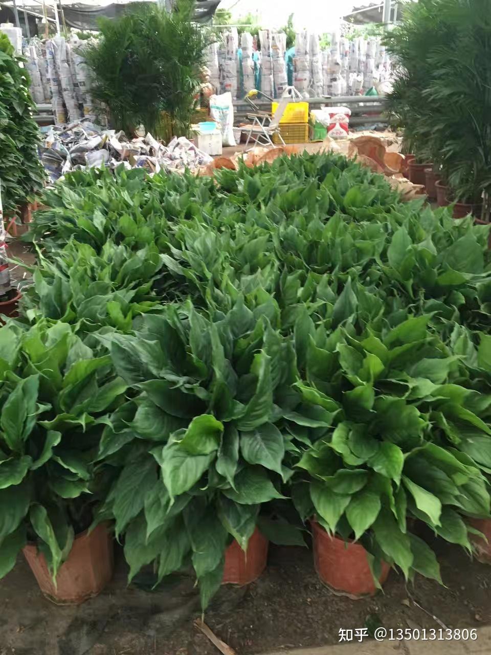 朝来春花卉市场开启绿植租摆业务