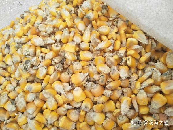 发霉的玉米,玉米可以说是家常必备,但是确实很容易藏霉菌,玉米粒的