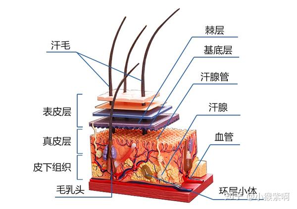 弹力纤维和胶原纤维断裂,导致皱纹的产生.