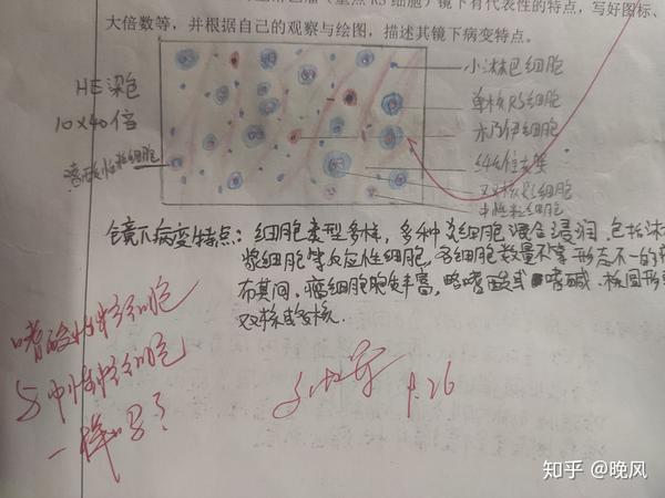 病理学红蓝绘图