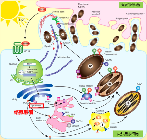 苯二酚衍生物,壬二酸,鞣花酸,十八碳烯二酸等 减少黑色素转运到表皮层