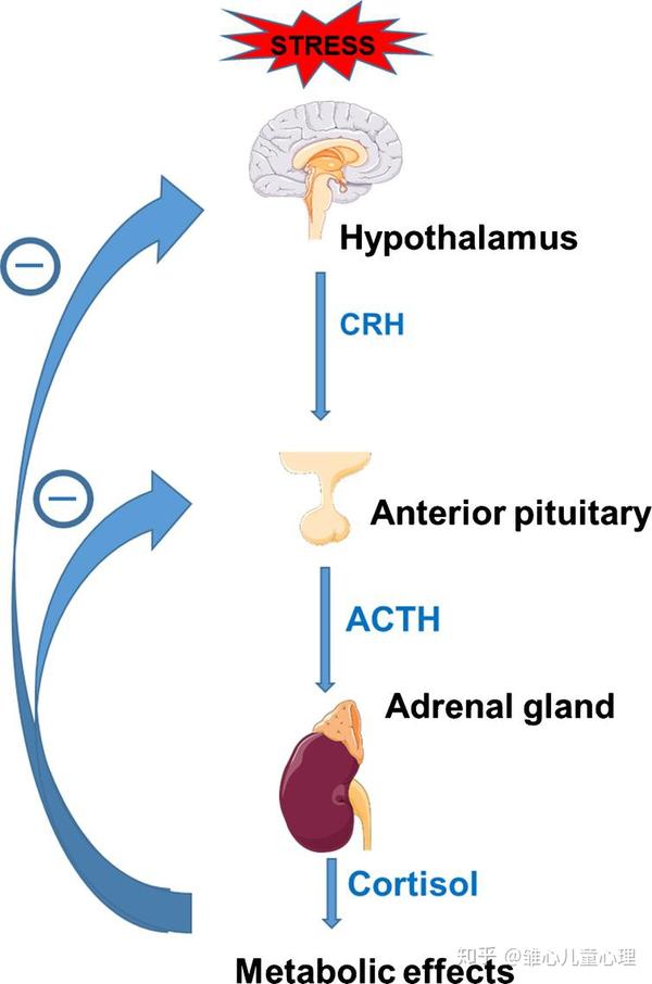 下丘脑-垂体-肾上腺轴的反应图