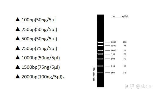 dl2000  dna marker由7条dna条带组成,dna条带分别为: 本产品为即用型