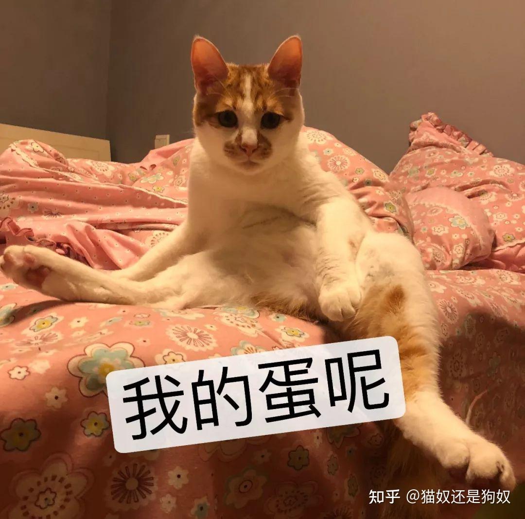 猫咪的蛋蛋居然可以那么可爱网友污了