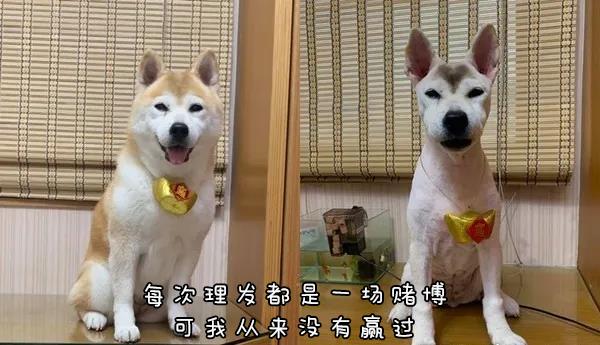 柴犬美容完秒变雪纳瑞tony老师终于还是对狗子下手了