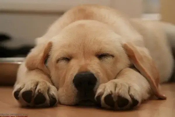 浅睡时,狗子通常趴地上,狗头(不是我们发表情那个狗头)搁在两前爪中间