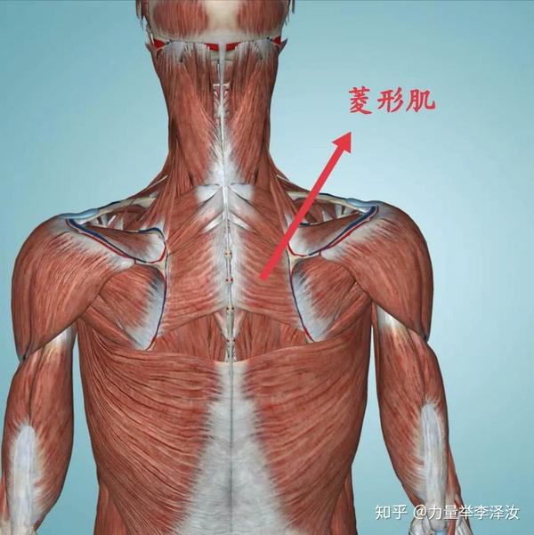 斜方肌下束也是肩胛骨上回旋的主力肌之一.
