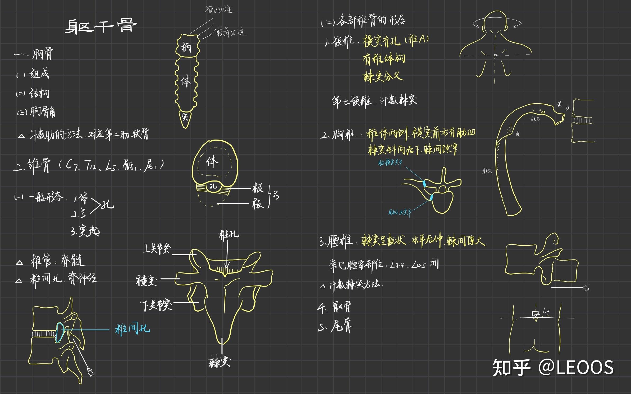 系统解剖学 笔记霍琨老师板书 知乎