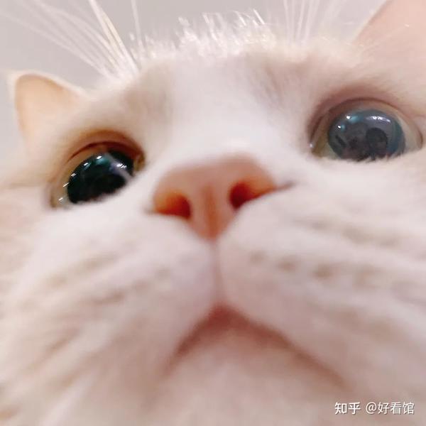 可爱猫狗头像|可爱又憨憨的头像|可爱又沙雕的猫咪头像|帅气的猫狗