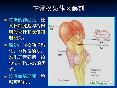 松果体与大脑开发之间的联系