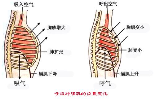 我们需要熟练掌握这两种呼吸模式,才能在运动中也保持均匀的呼吸