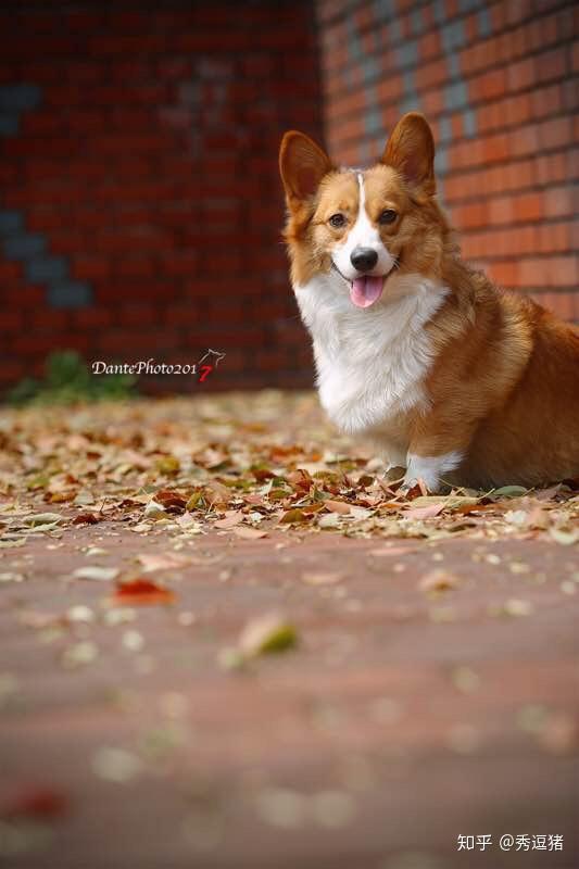 柴犬和柯基哪个好?