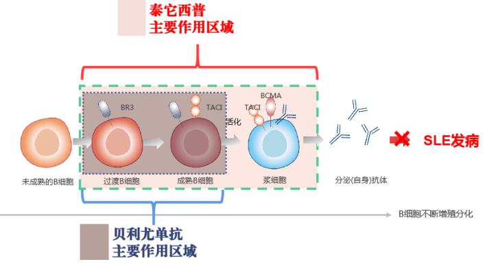 ——说说泰它西普,贝利尤单抗,利妥昔单抗